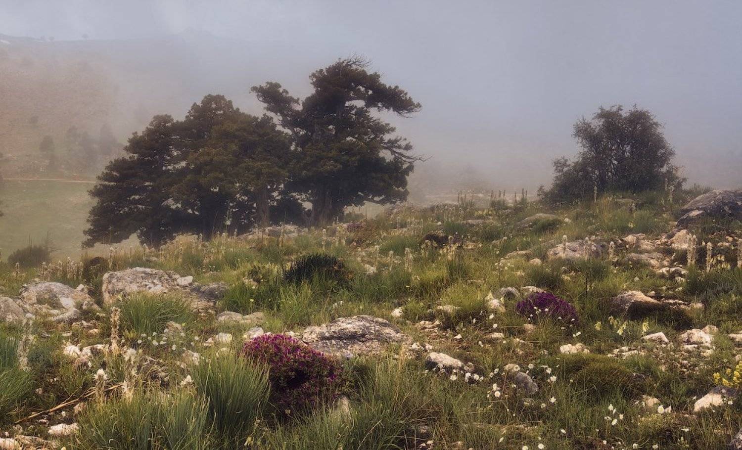 , Гамидов Мурад