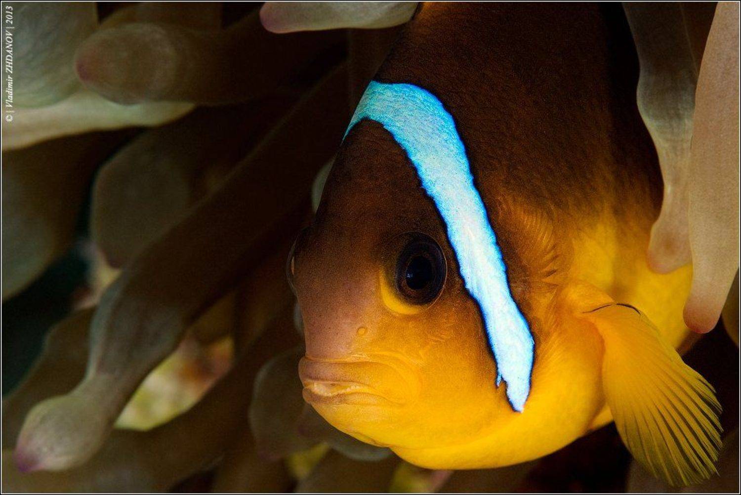 , Владимир Жданов