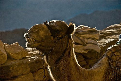 Горный житель