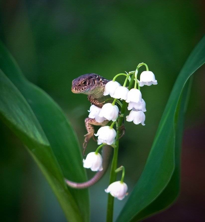 ящерица, Вячеслав Мищенко
