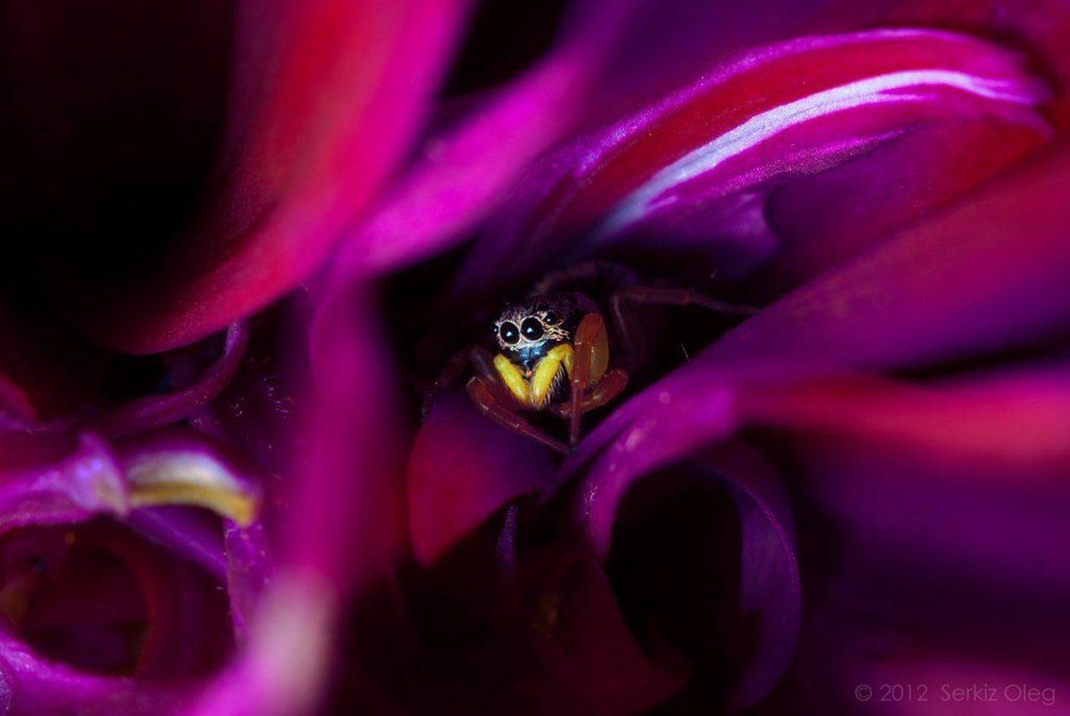 fairy-talr, art, jumping spider, future, saturation, macro, macrophotography, contrast colours, bright, fine, oleg serkiz, flower, pink, олег серкиз, макро, паук скакунчик,, Oleg Serkiz