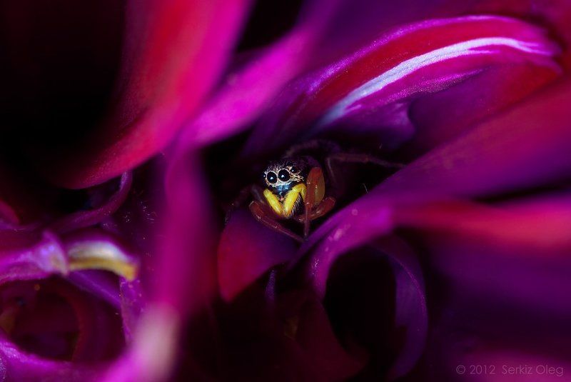 fairy-talr, art, jumping spider, future, saturation, macro, macrophotography, contrast colours, bright, fine, oleg serkiz, flower, pink, олег серкиз, макро, паук скакунчик, Infancy фото превью