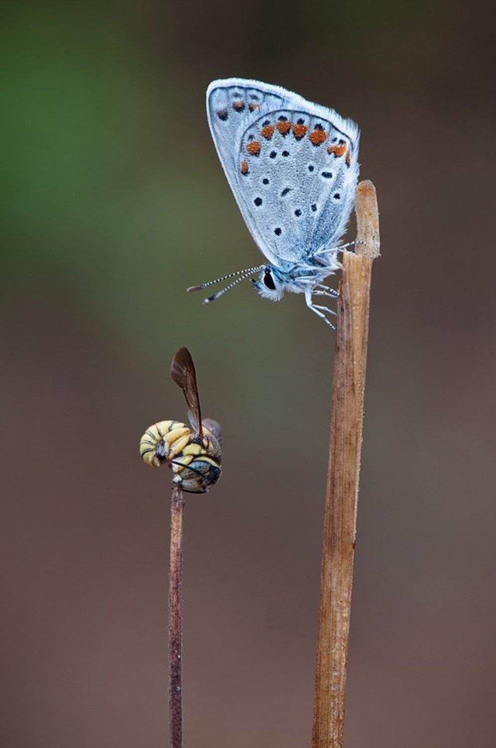 , Наум Пятов