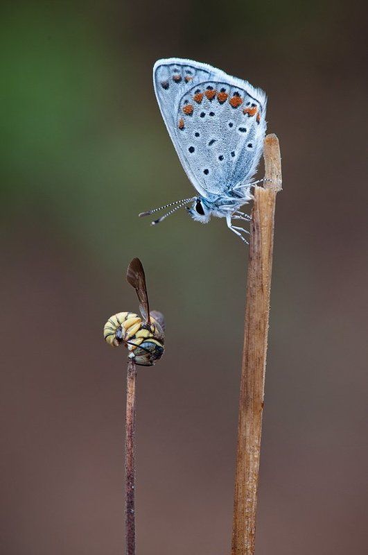 Проснись,полетаем! фото превью
