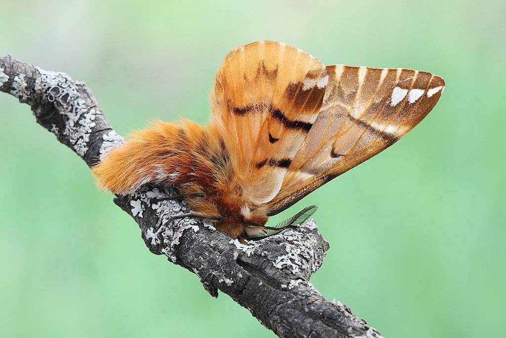 берёзовый, шелкопряд, (лат., endromis, versicolora), Сергей Таланов