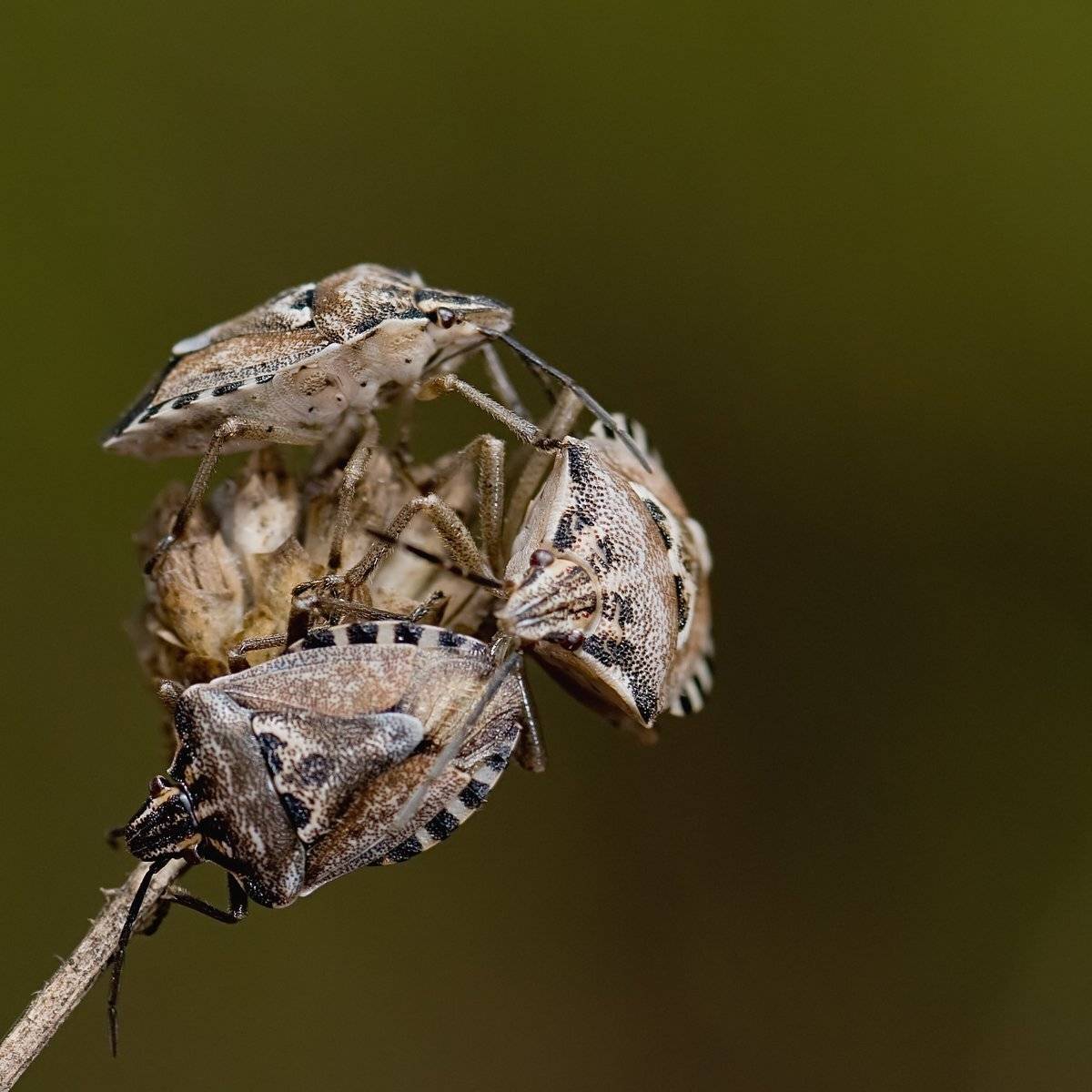 , Игорь ФУММ