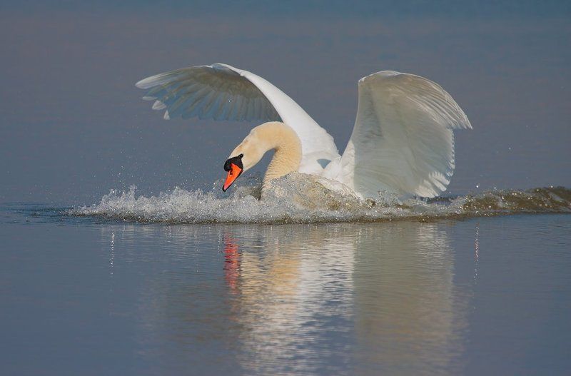 ***** фото превью