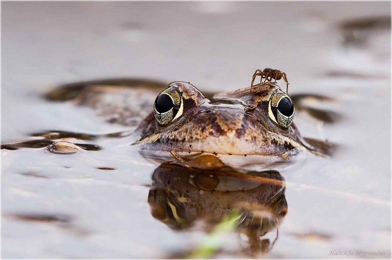 травяная, лягушка, rana, temporaria, паук, Надежда Муравьёва