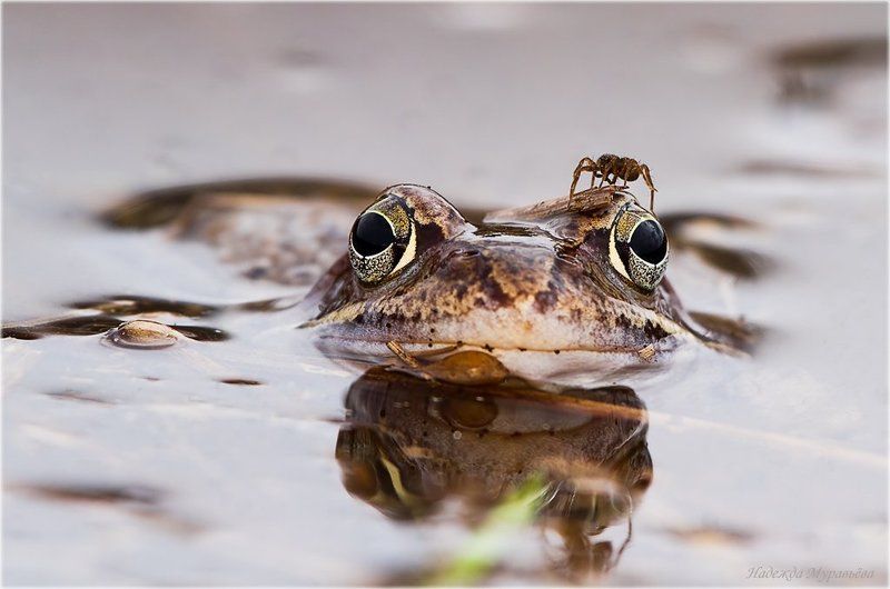 травяная, лягушка, rana, temporaria, паук В своём глазу бревна не видно фото превью