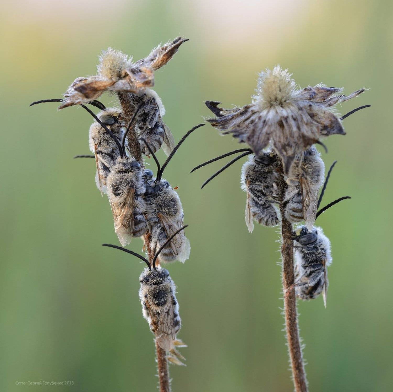 , Сергей Голубенко