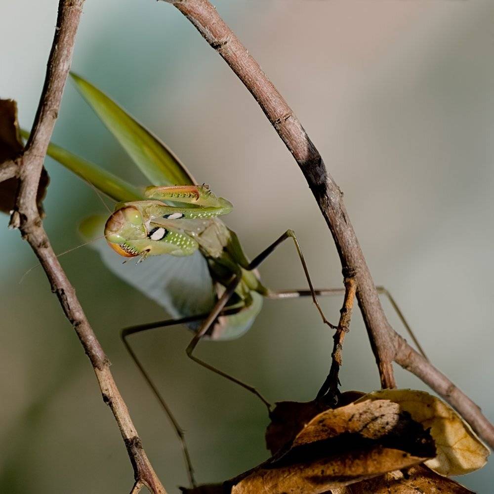 , Игорь ФУММ