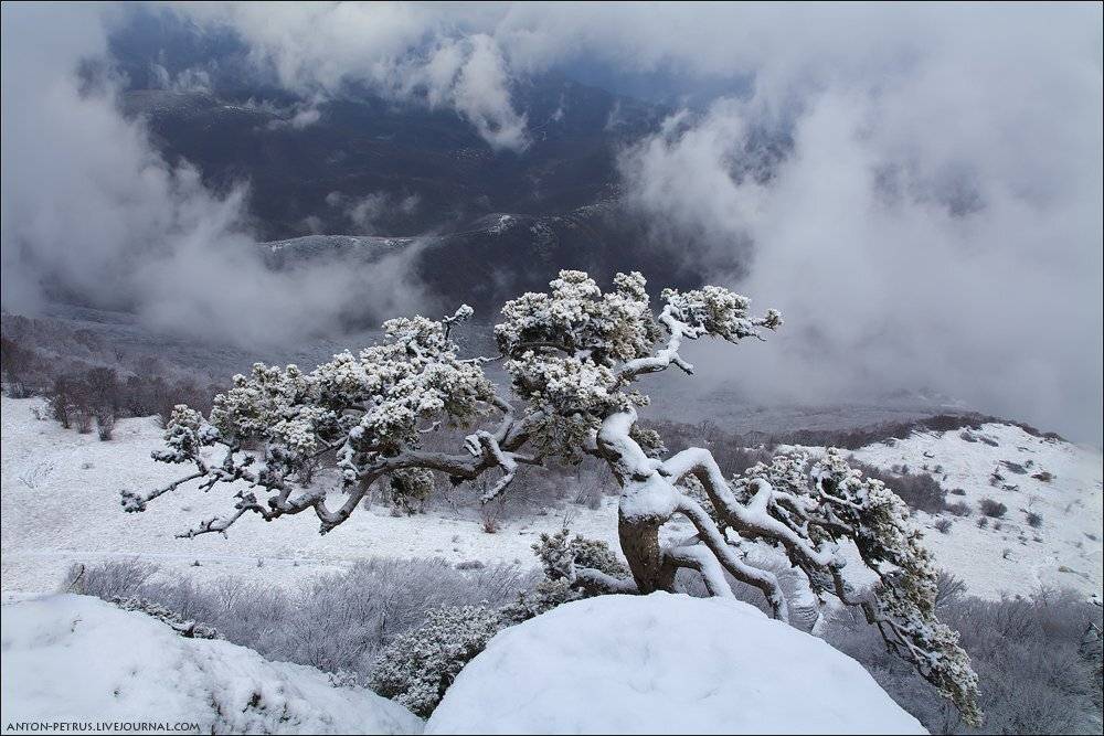 демерджи, крым, рассвет, сосна, дерево, горы, Антон Петрусь
