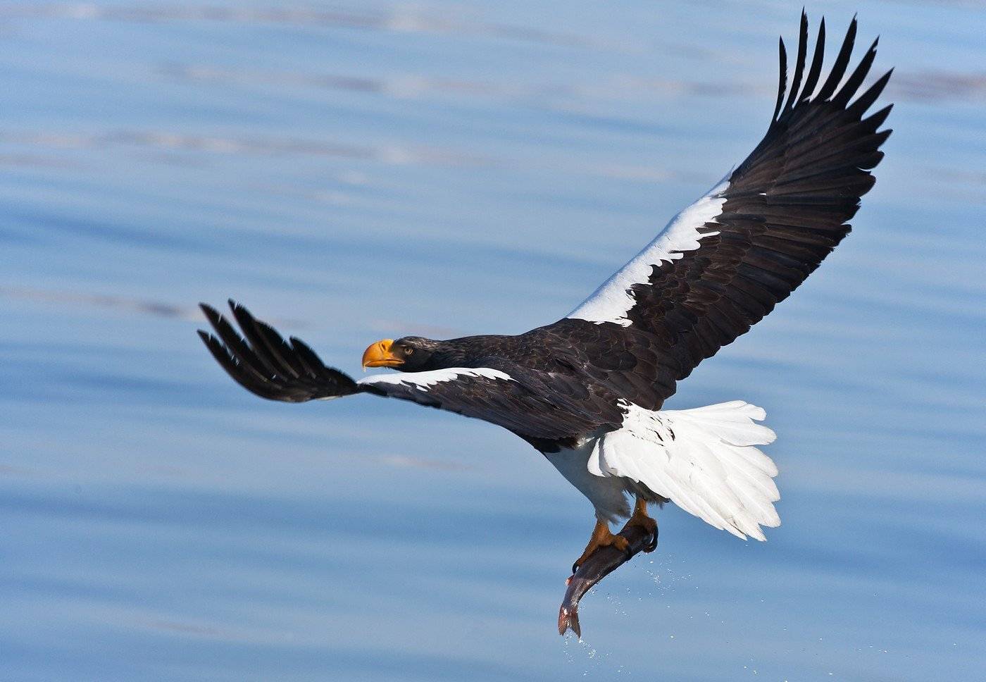 орлан, белоплечий, Евгений Слободской