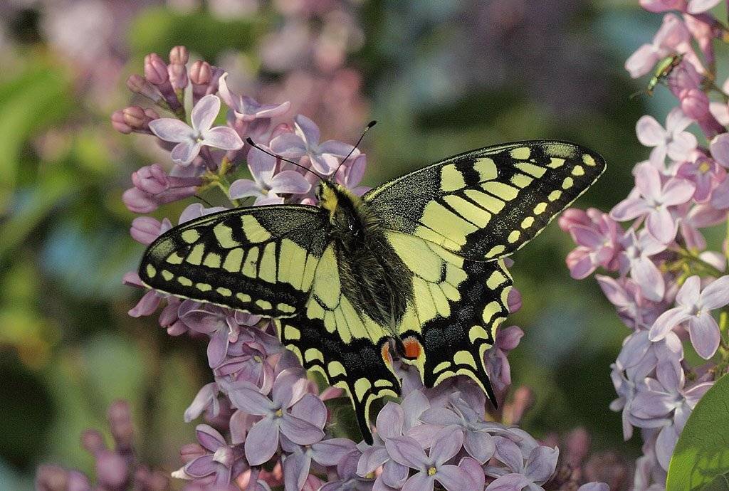 , Сергей Таланов