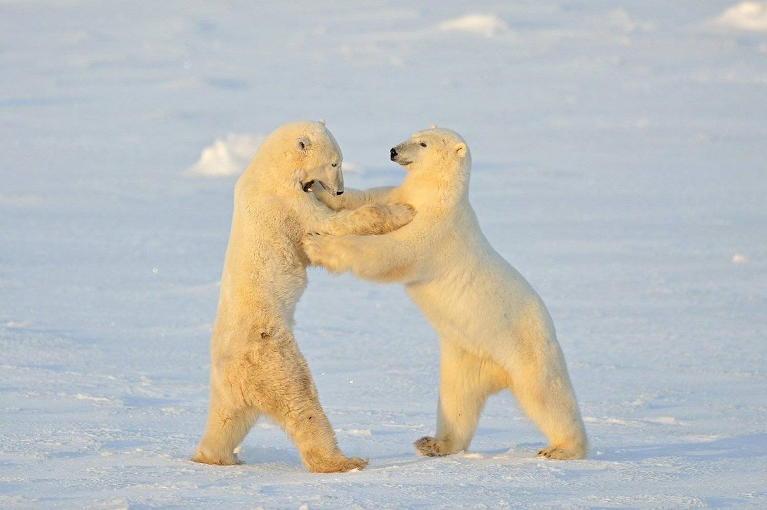 , Алексей Тищенко