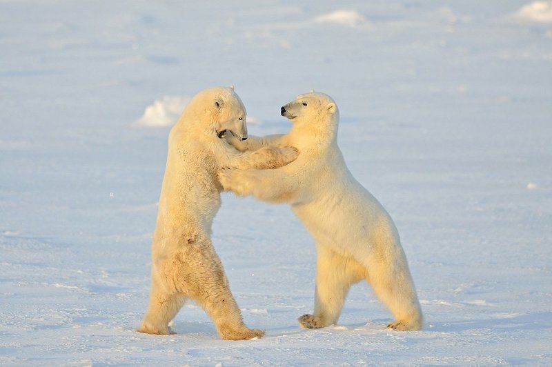 Белый танец фото превью