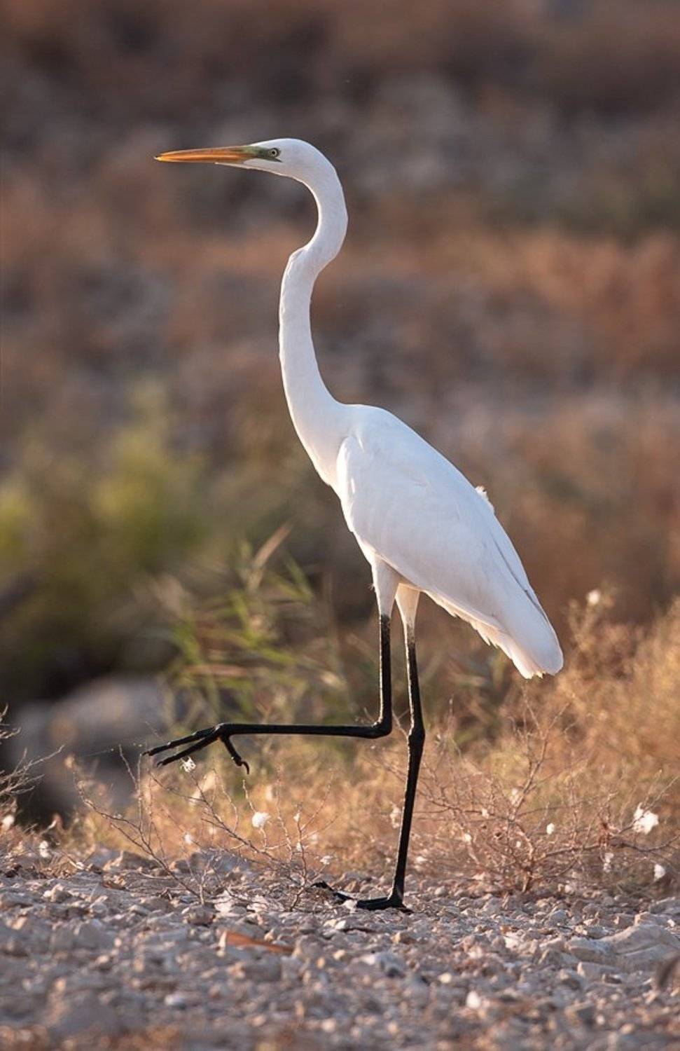 , Наум Пятов