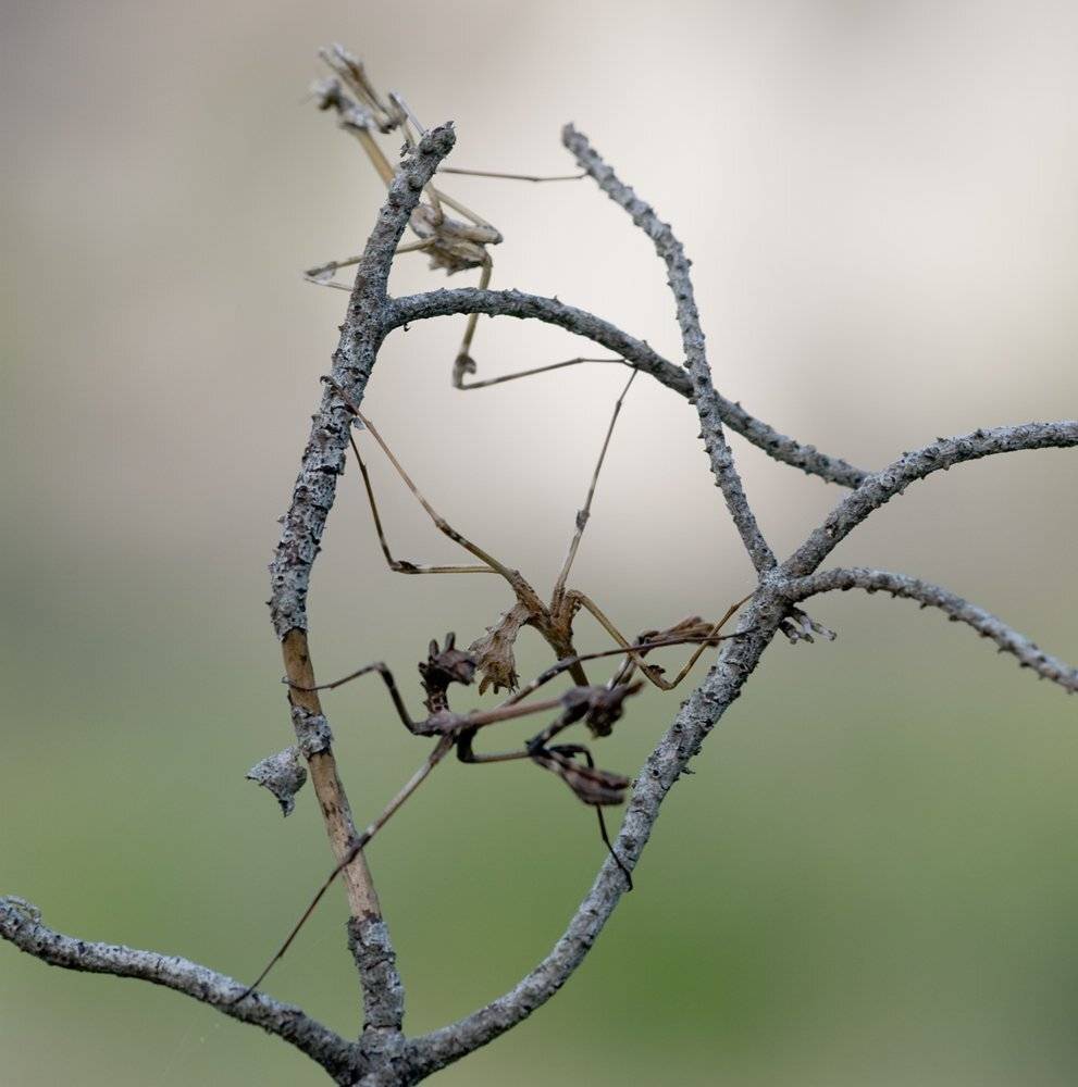 , Игорь ФУММ