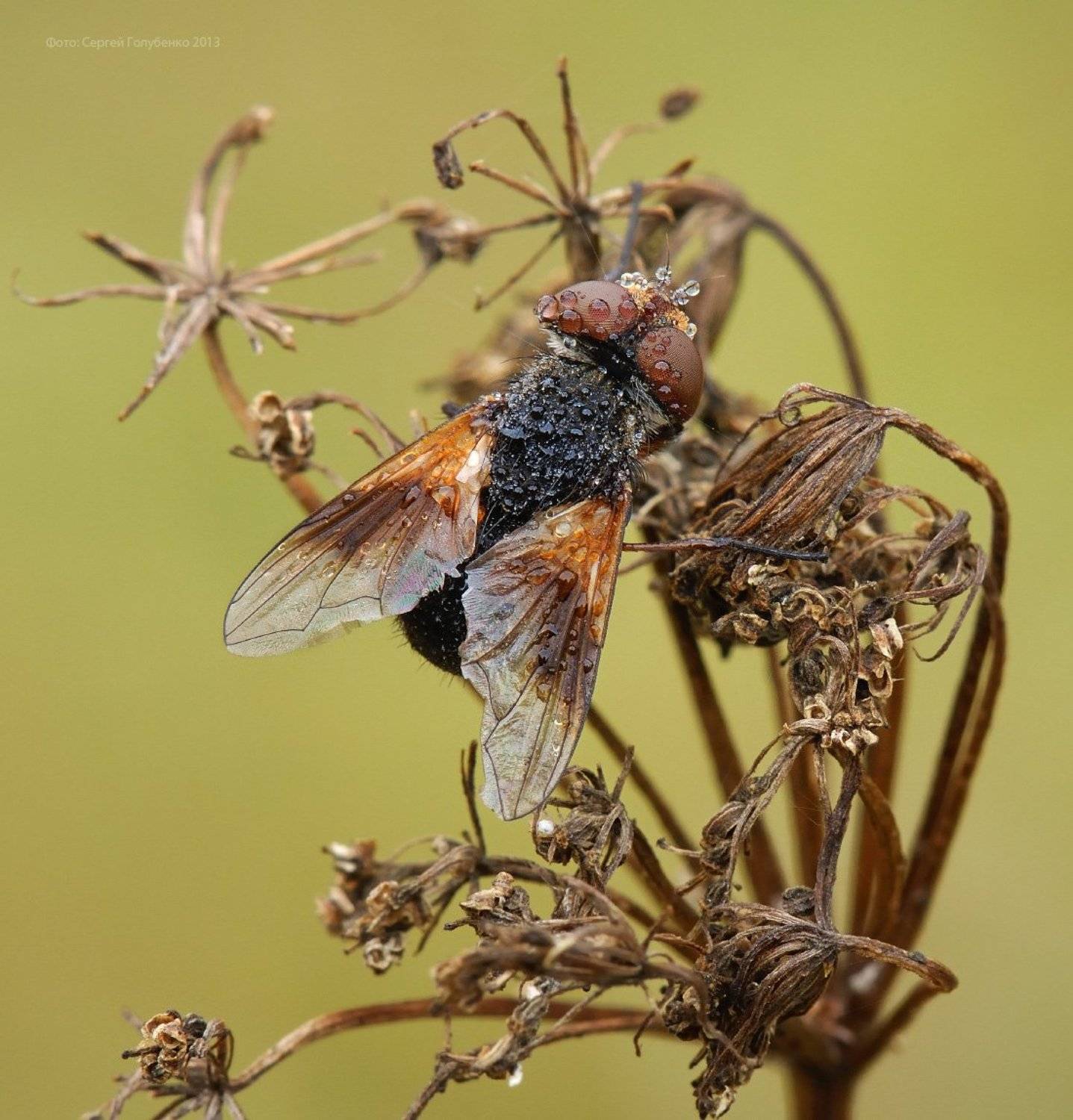 , Сергей Голубенко