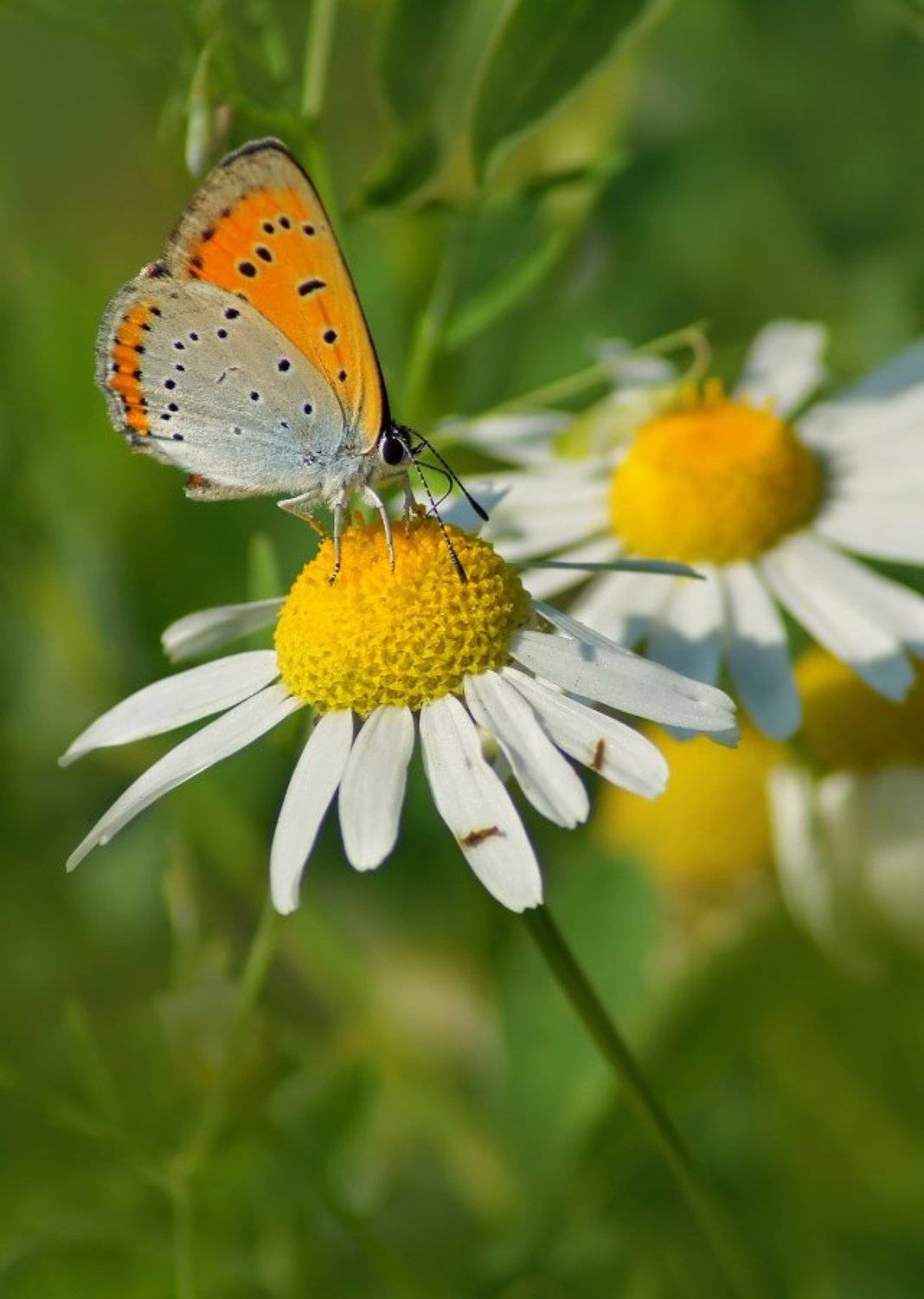 , Чепленко Алексей