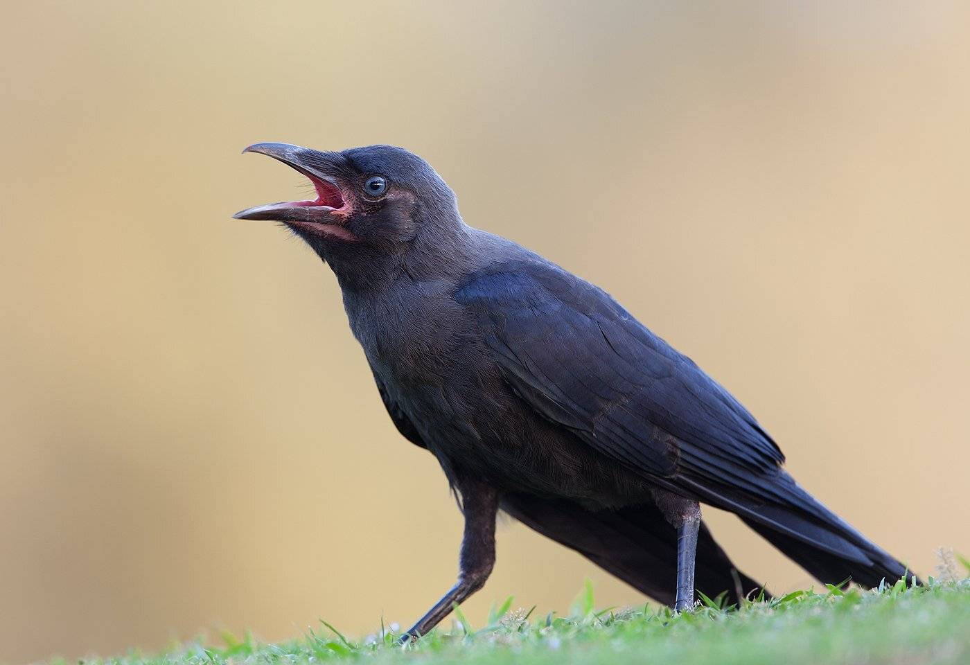 , Андрей Канышев