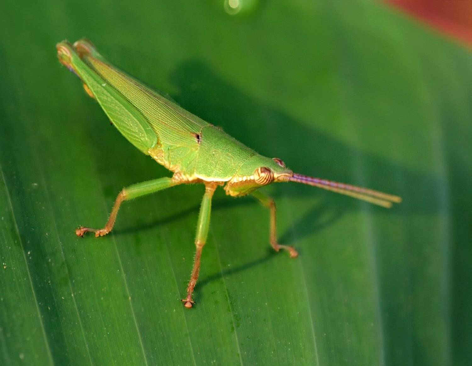 macro, closeup, макро,  gnilenkov, Alexey Gnilenkov