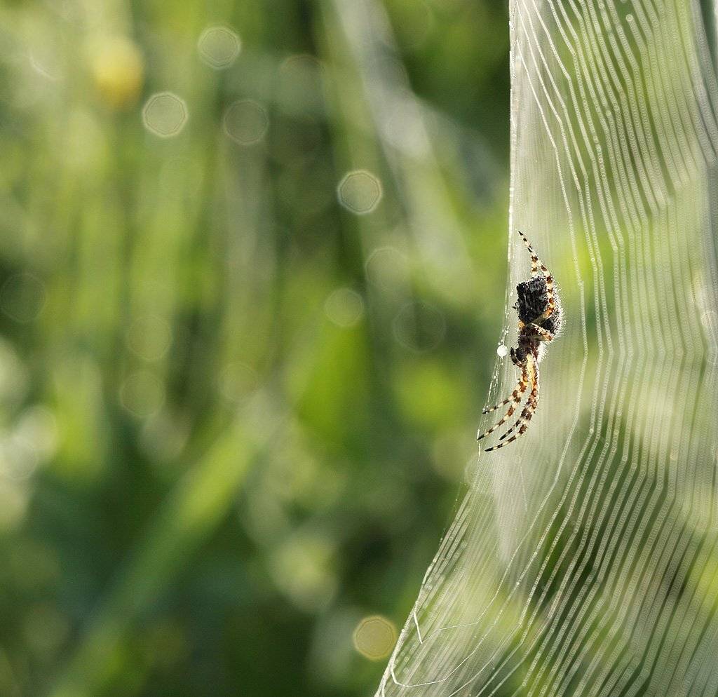 , Сергей Таланов