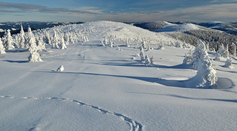 гори, карпати, зима, хребет, сніг, смереки, сліди  фото превью