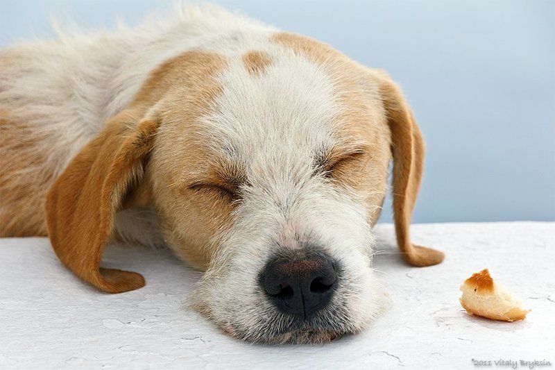 Десятка фото превью