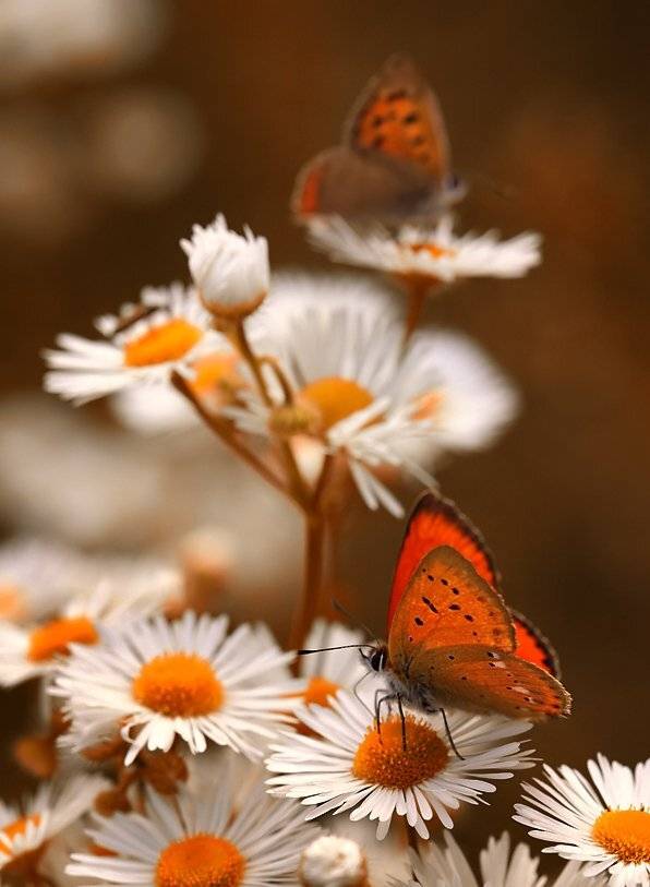, Kasia Mycatherina Pietraszko