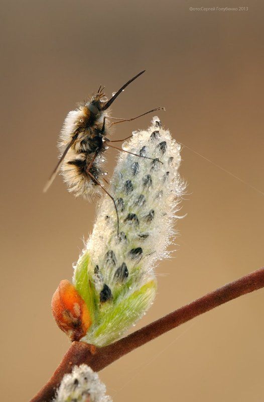 Жужжало фото превью