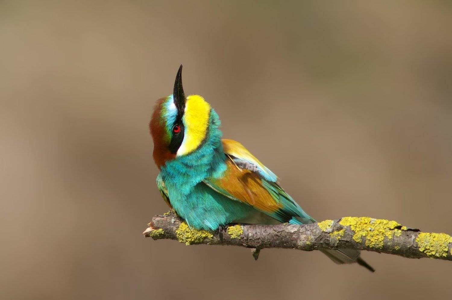 , Евгени Стефанов