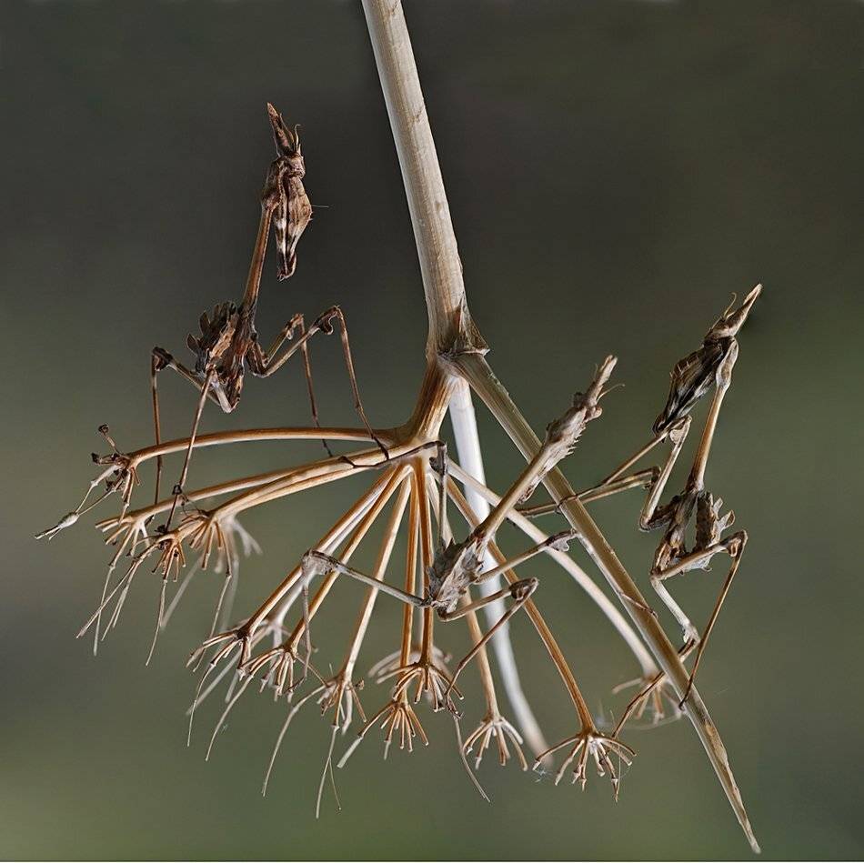 , Игорь ФУММ