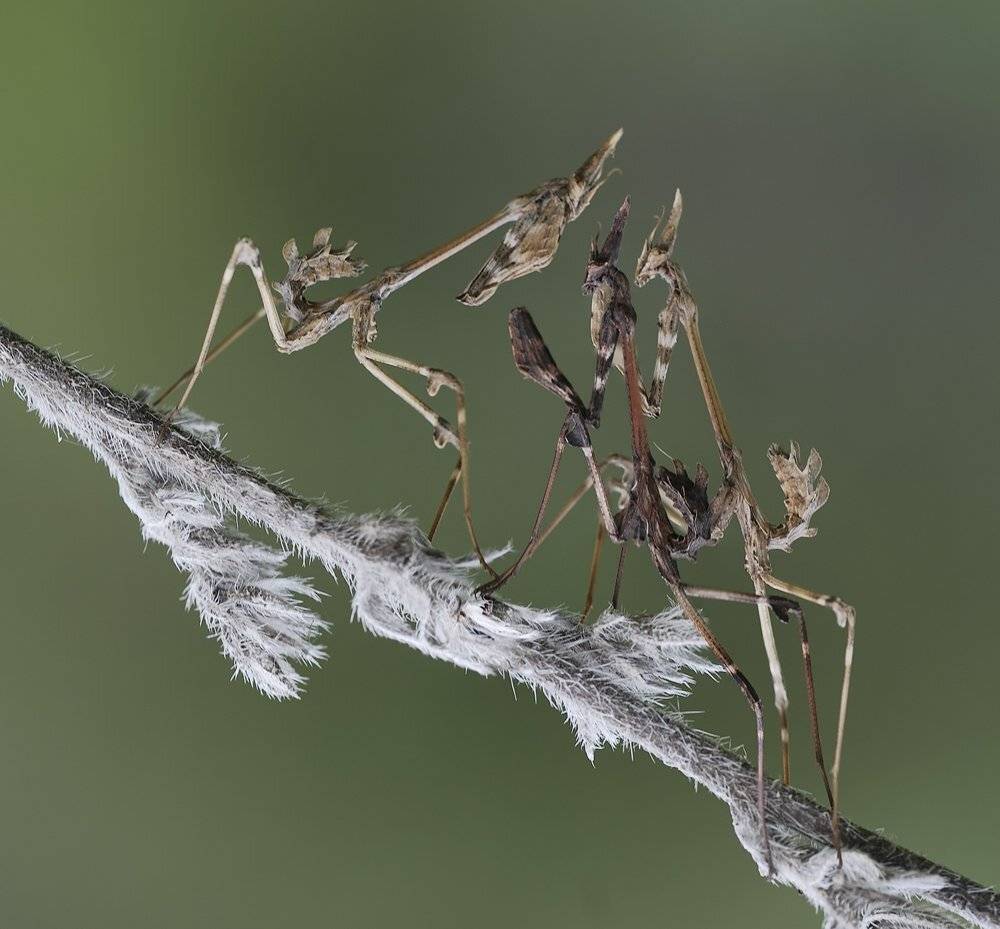 , Игорь ФУММ