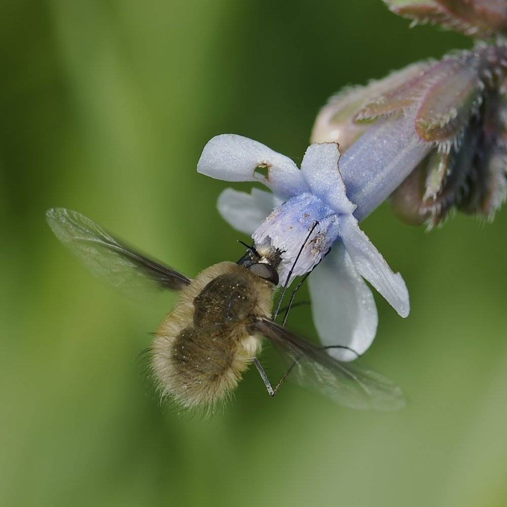 , Игорь ФУММ