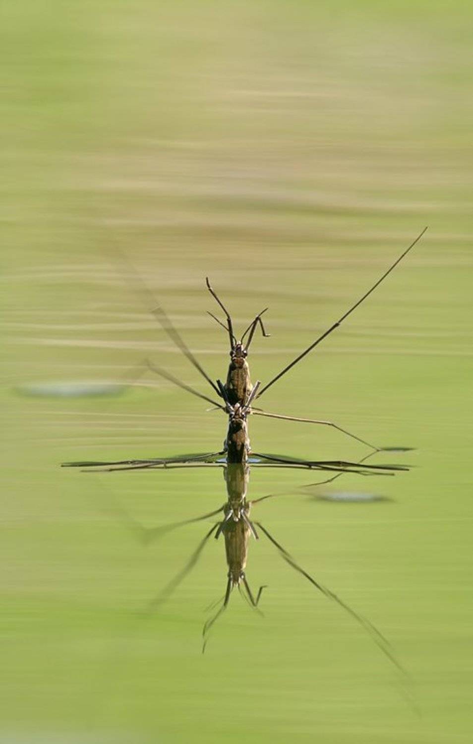 , Станислав Шинкаренко