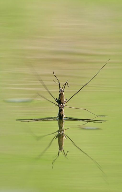 Синхронное плавание фото превью