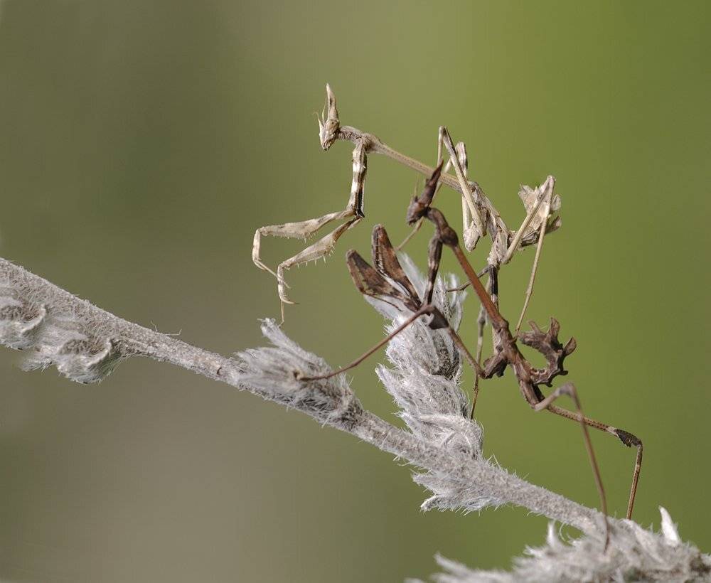 , Игорь ФУММ