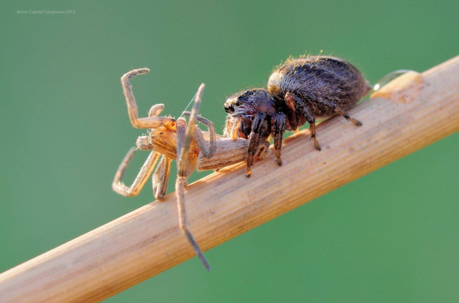 , Сергей Голубенко