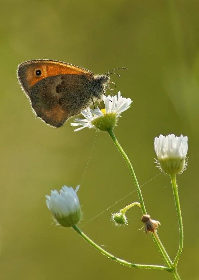 , Чепленко Алексей