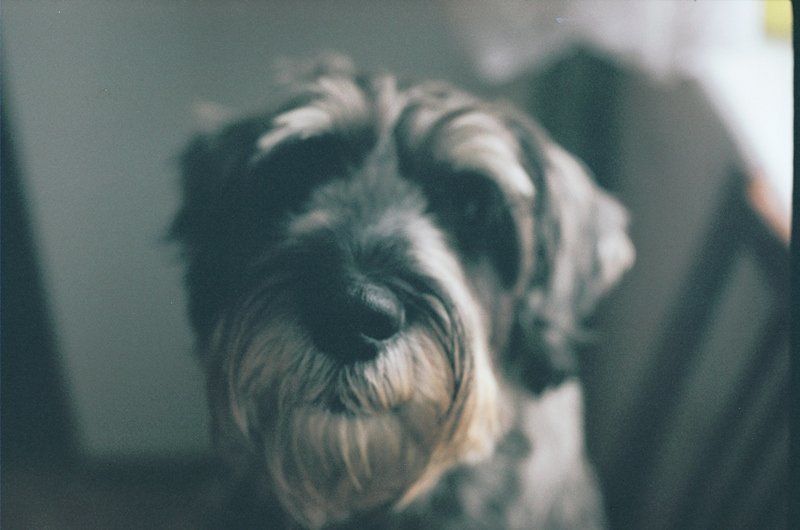 Ram фото превью