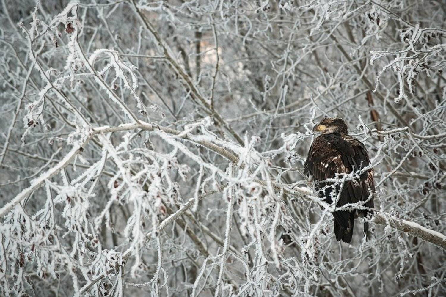 , Сергей Урядников