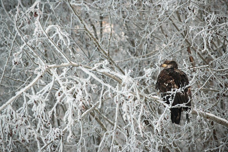 Молодой белоголовый орлан фото превью