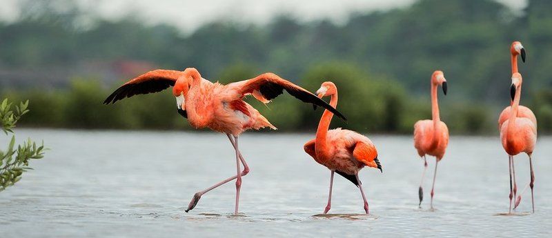 Фламинго фото превью