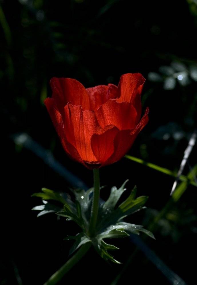 , Игорь ФУММ