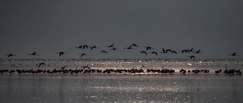 птички, фламинго, озеро, вода, пеликаны птички фото превью