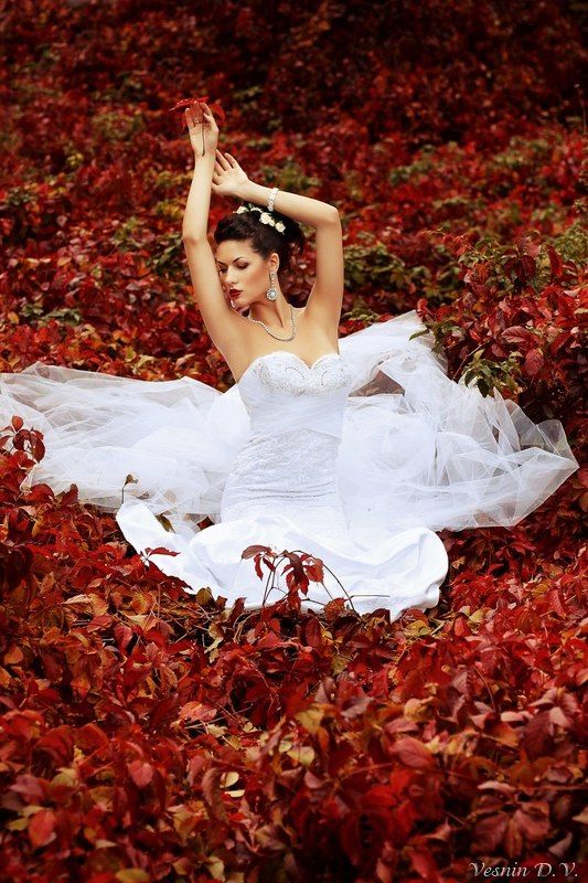 Лебедь фото превью