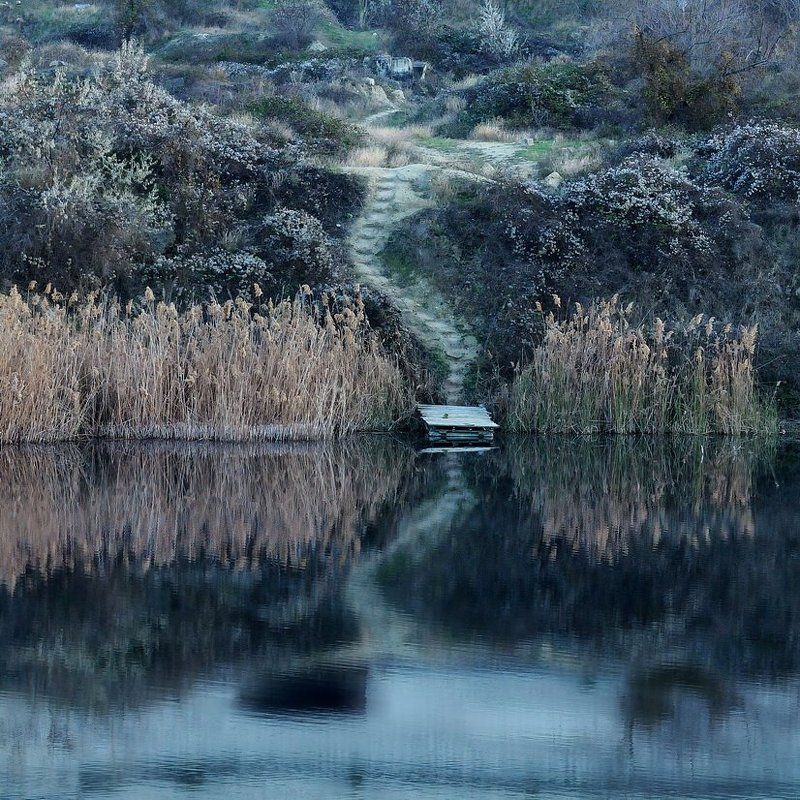 сухой камыш фото превью