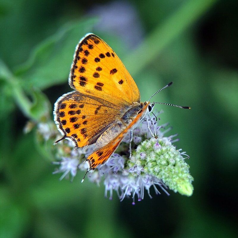 немного лета фото превью