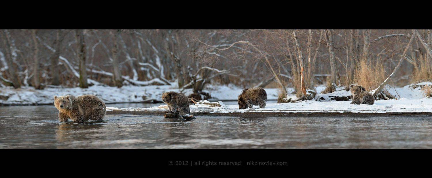 камчатка, россия, николай зиновьев, медведь, ноябрь,  дикая природа, Николай Зиновьев